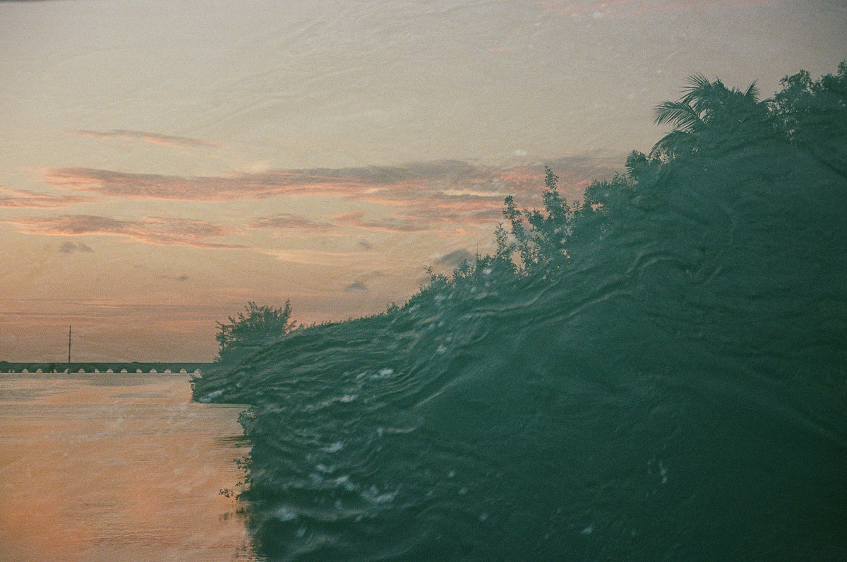 Nature Prints