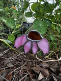 Coneflower Plant Stake
