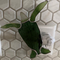 Stained Glass Sea Turtle Nightlight