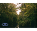 Everglades Cypress Swamp 5x7 Print