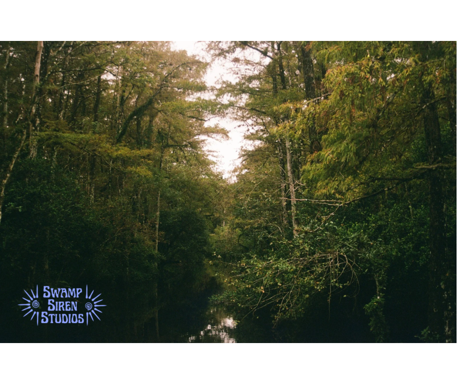 Everglades Cypress Swamp 5x7 Print