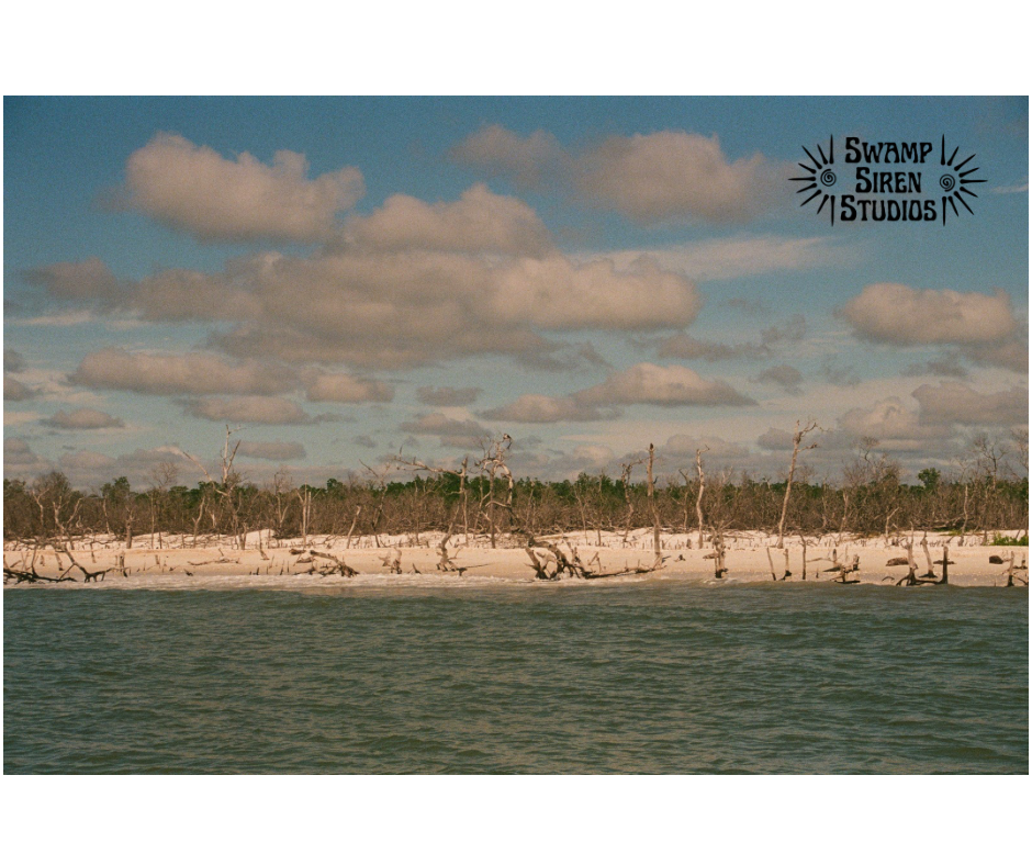Driftwood Beach 5x7 Print