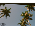 Palm Tree 5x7 Print